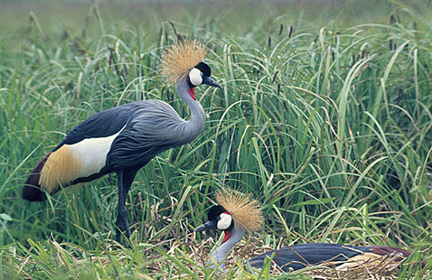 Grey Crowned Crane pair at nest